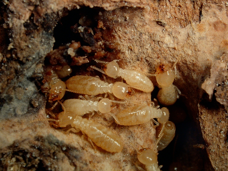 巣の中のヤマトシロアリ